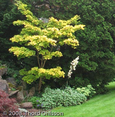 Acer shirasawanum 'Aureum'*